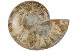Cut & Polished Ammonite Fossil (Half) - Jurassic #199249-2